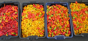 Spicy Chilli Peppers
